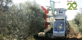 olivicoltura