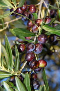 raccolta olive