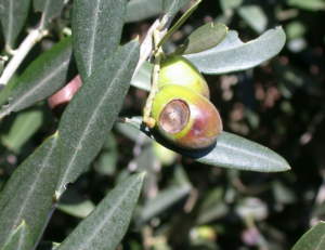 mosca delle olive