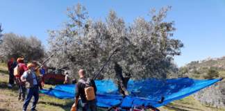 ombrello intercettatore per la raccolta delle olive