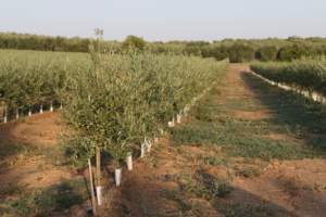 superintensivo in olivicoltura
