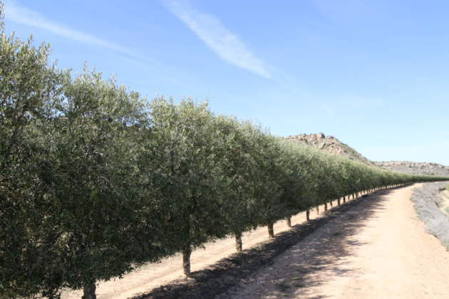 superintensivo in olivicoltura