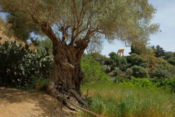 paesaggio olivicolo tradizionale