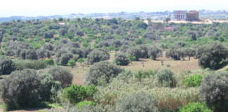 paesaggio olivicolo tradizionale