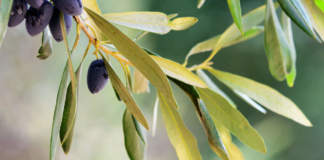 polifenoli olivo