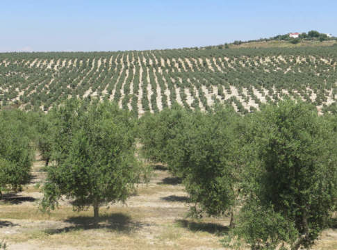 olivicoltura mediterranea