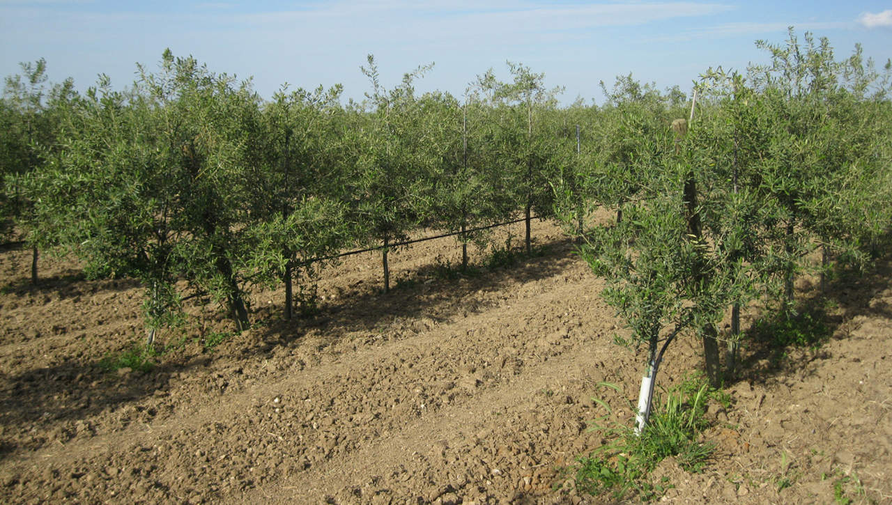 piantare olivi