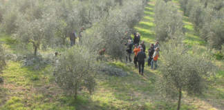 formazione sulla potatura dell'olivo