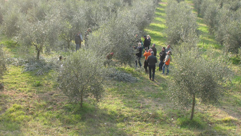 formazione sulla potatura dell'olivo