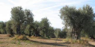 potatura olivo