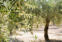 stime produttive in olivicoltura