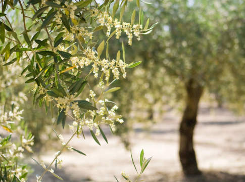 stime produttive in olivicoltura