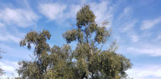 potatura olivo in allevamento a vaso policonico