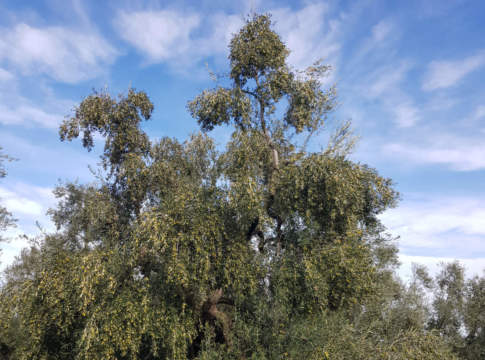 potatura olivo in allevamento a vaso policonico