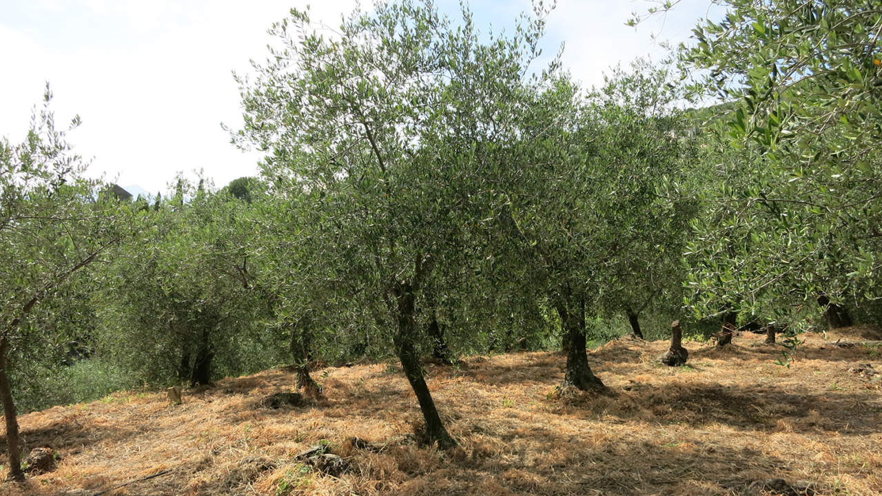 Concimazione dell'olivo, linee guida - Olivo e Olio