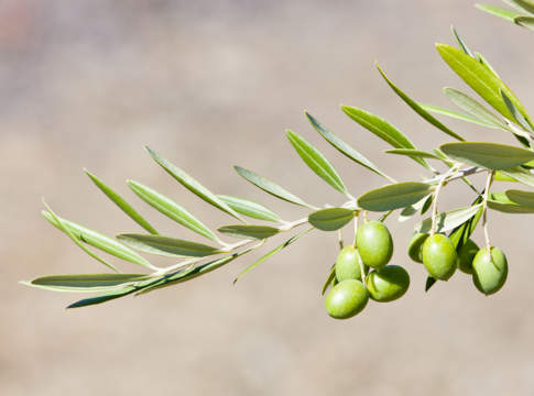 concimazione olivo