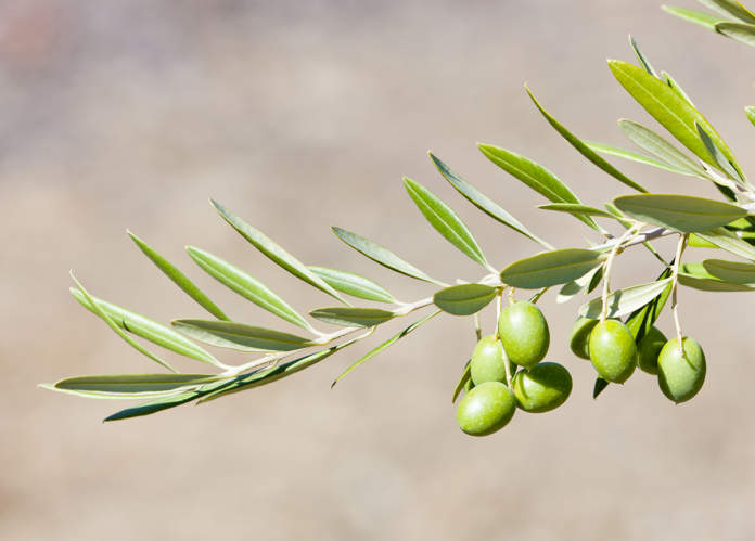 concimazione olivo