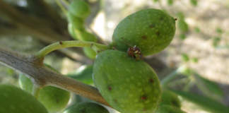 femmina di mosca delle olive