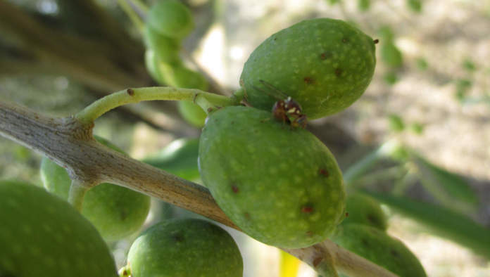 femmina di mosca delle olive