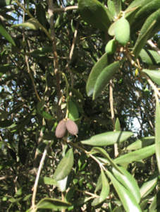 alte temperature su frutti di olivo