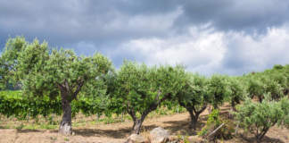 allerta incendi ed emergenza olivicola in sicilia