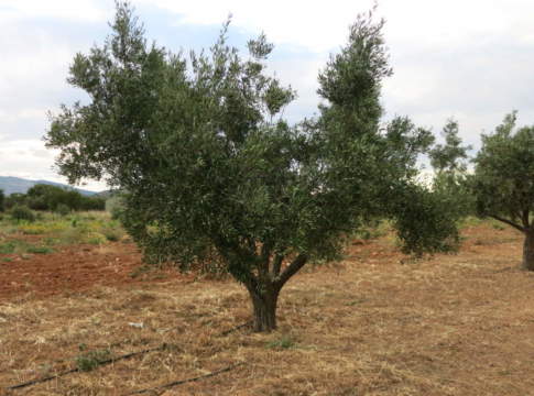resistenza dell'olivo alle alte temperature