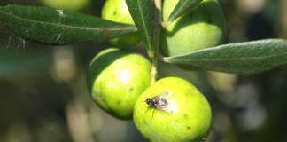 concimazione azotata su olivo