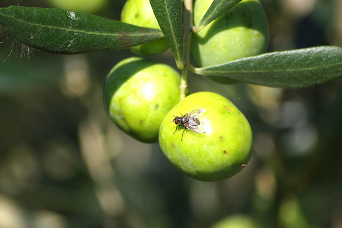 concimazione azotata su olivo