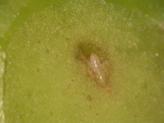 uovo mosca olivo