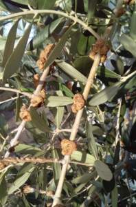 sintomi di rogna olivo
