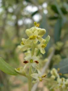 fiore olivo