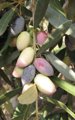 frutti della cultivar Barnea