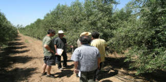 irrigazione olivo con acque reflue depurate