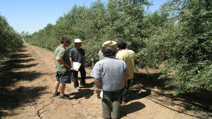 irrigazione olivo con acque reflue depurate