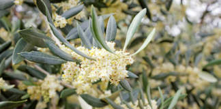 fioritura olivo genotipo