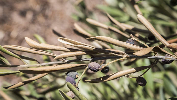controllo della verticilliosi dell'olivo