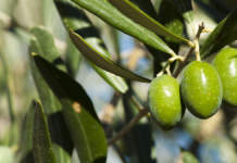 concimazione fogliare azotata olivo