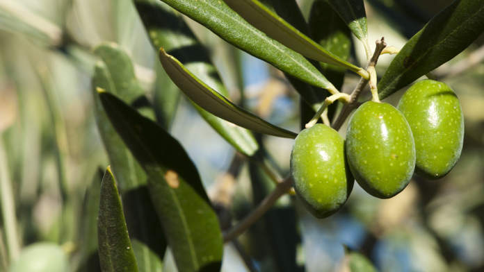 concimazione fogliare azotata olivo