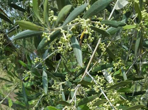 cloni cultivar olivo