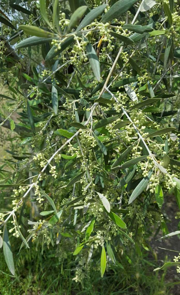 cloni cultivar olivo
