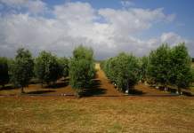 impianto olivicolo sicilia