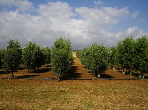 impianto olivicolo sicilia
