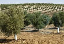 strumenti innovativi per oliveto