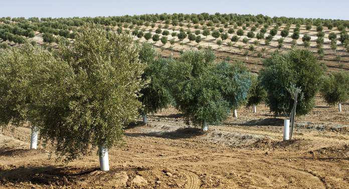 strumenti innovativi per oliveto