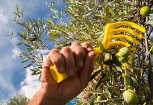 raccolta meccanizzata delle olive