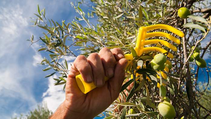 raccolta meccanizzata delle olive