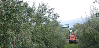allevamento olivo a parete