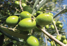 mosca olivo trattamenti