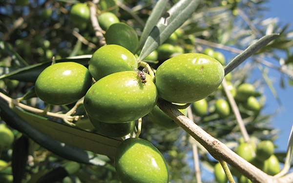 mosca olivo trattamenti