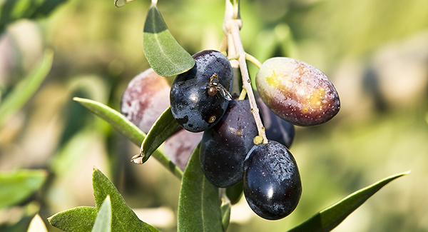 sensibilità della mosca dell'olivo alla superfice del frutto